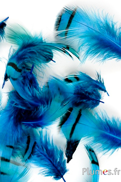 Perdrix - 3-7 cm - turquoise